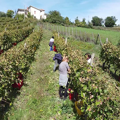 concimazione-post-vendemmia