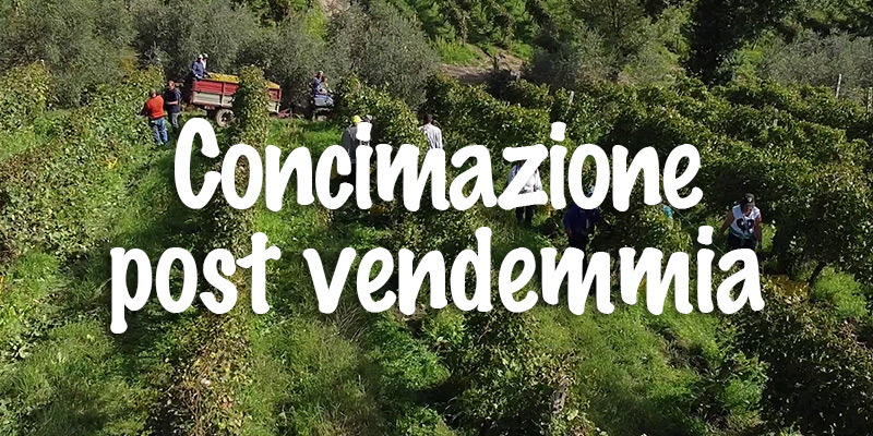 concimazione-post-vendemmia