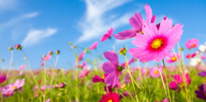 5 piante da balcone o terrazzo resistenti al caldo