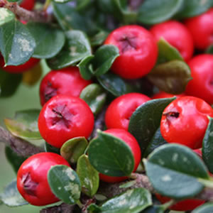 cotoneaster