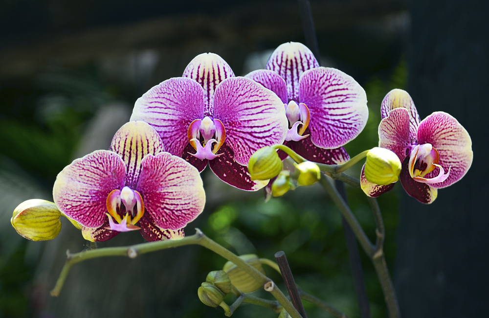 cura orchidea