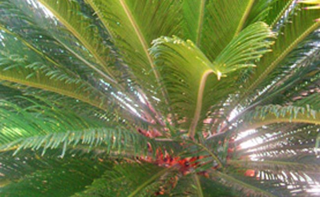 Cycas