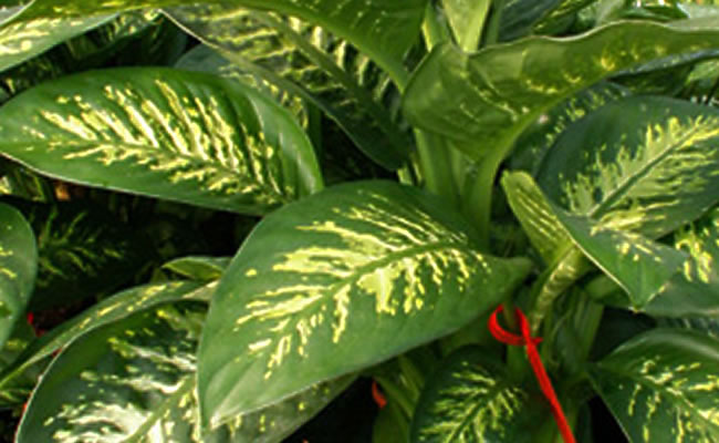 Dieffenbachia