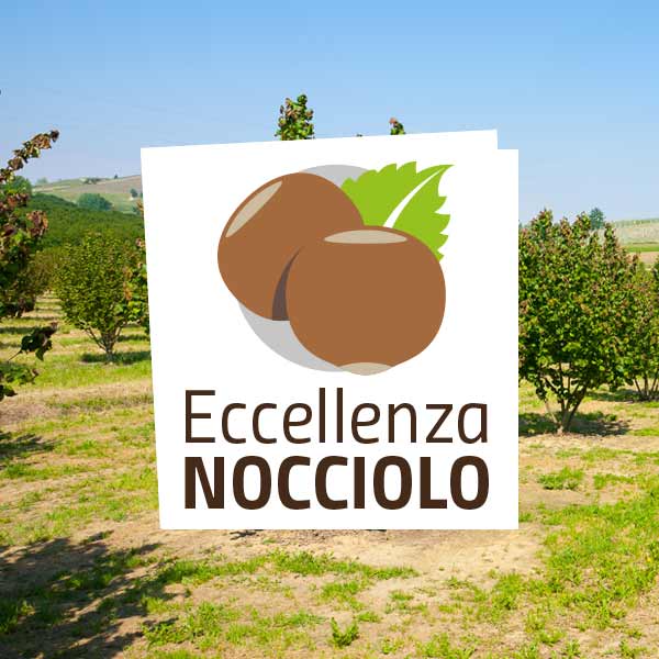 eccellenza nocciolo