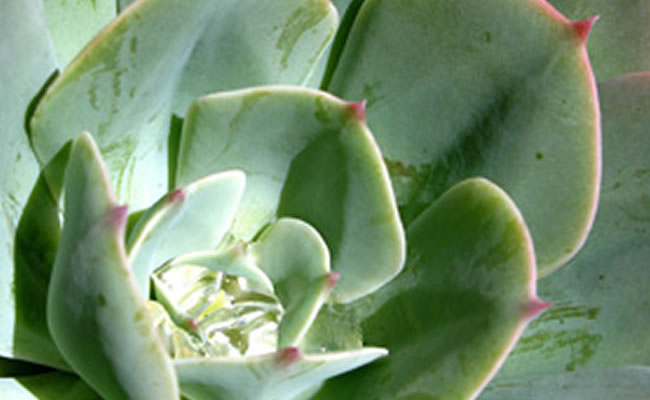 Echeveria