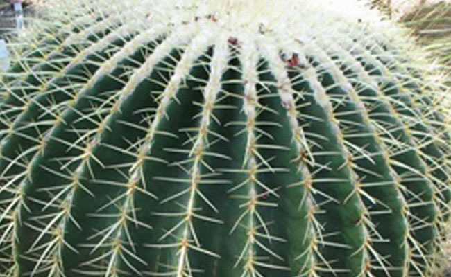 Echinocactus