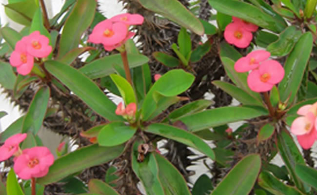 Euphorbia