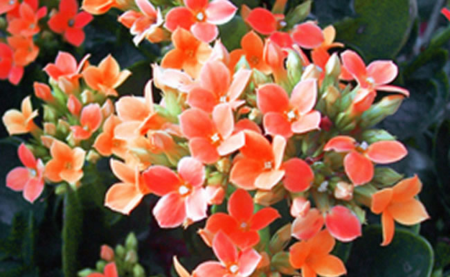 Kalanchoe