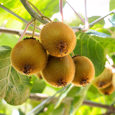 ritorni di freddo su actinidia