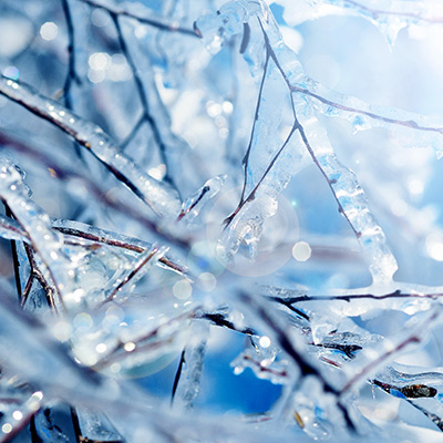 ritorni di freddo su actinidia