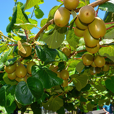 ritorni di freddo su actinidia