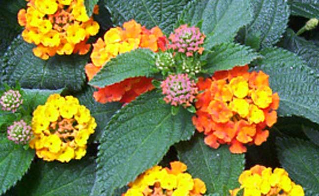 Lantana