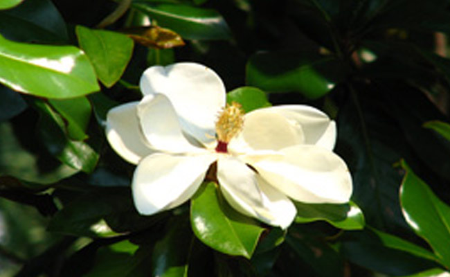 Magnolia