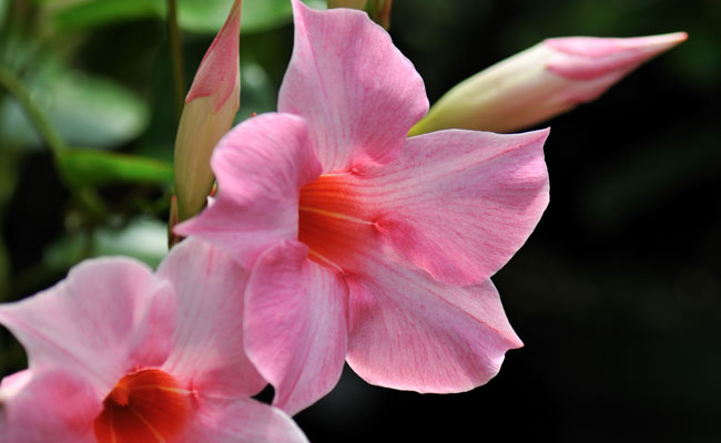 Mandevilla