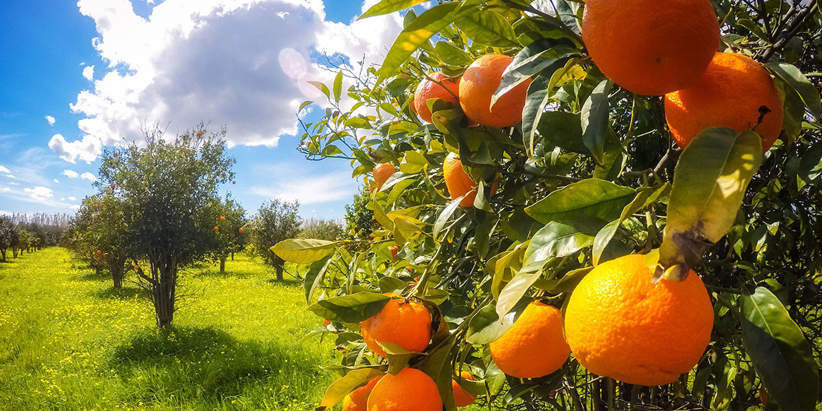 Migliora le difese naturali della pianta