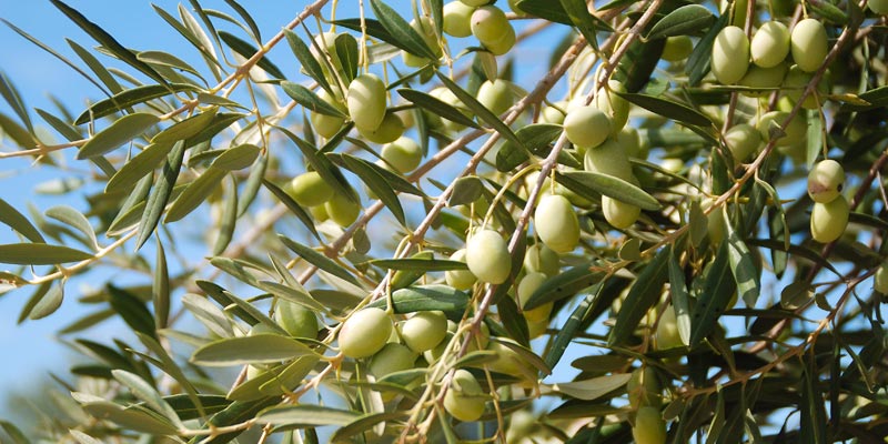 olivo-nutrizione-bilanciata