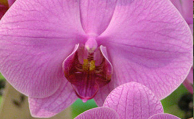 Orchidea