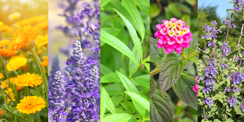 5 piante antizanzare da balcone e giardino - Cifo