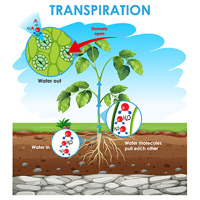 How to mitigate abiotic stresses