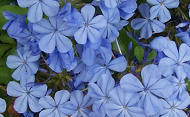 Plumbago