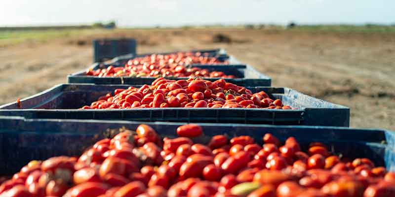 Pomodoro da industria