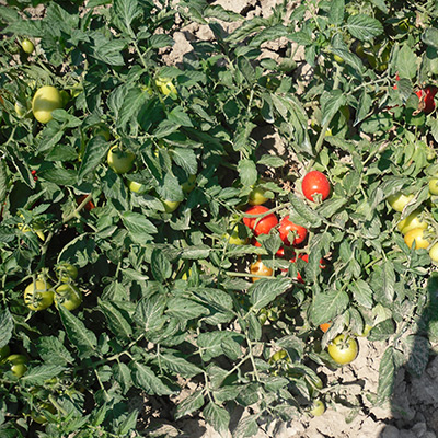 Pomodoro da industria: alte rese e qualità al top