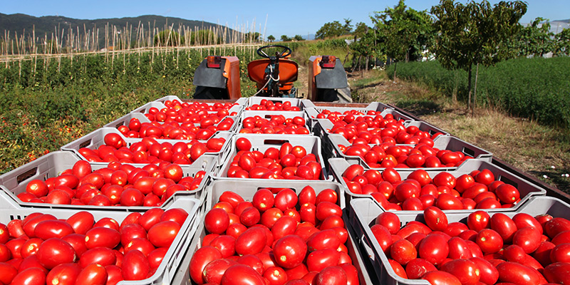 Pomodoro da industria: alte rese e qualità al top