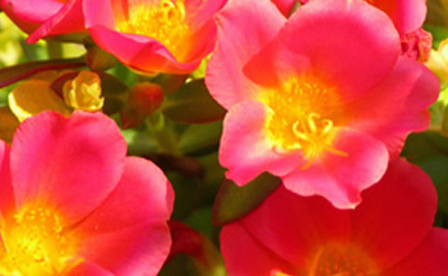 Portulaca