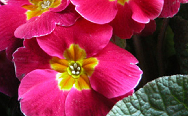 Primula