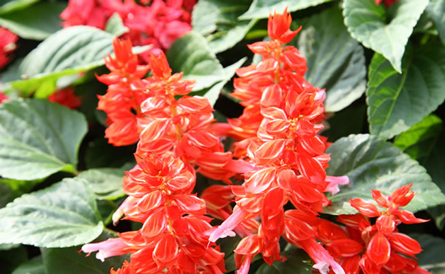 Salvia Rossa