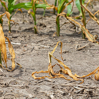 Water management, evapotraspirazione sotto controllo grazie a Cifo