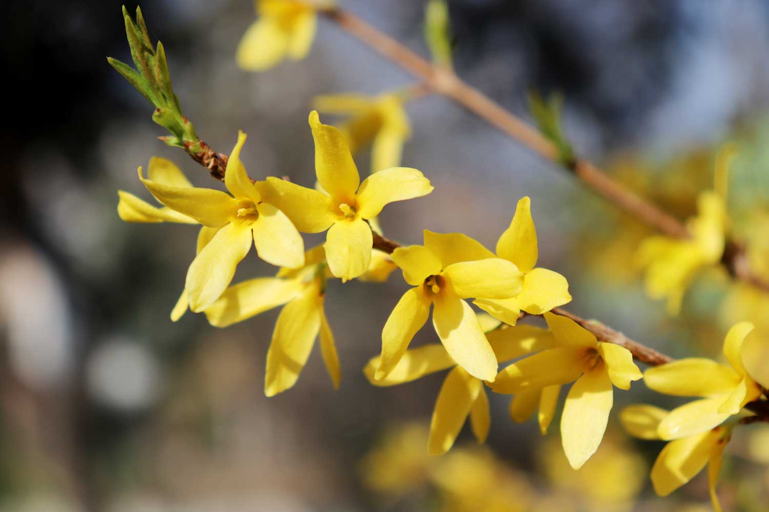 siepi e cespugli in primavera