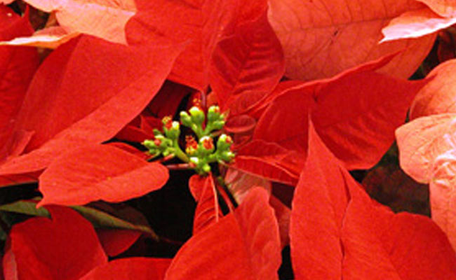 Stella Di Natale Tutta Verde.Stella Di Natale Cifo