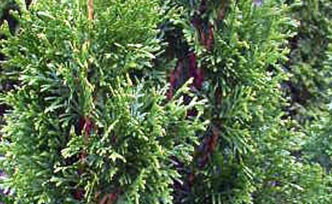 Thuja