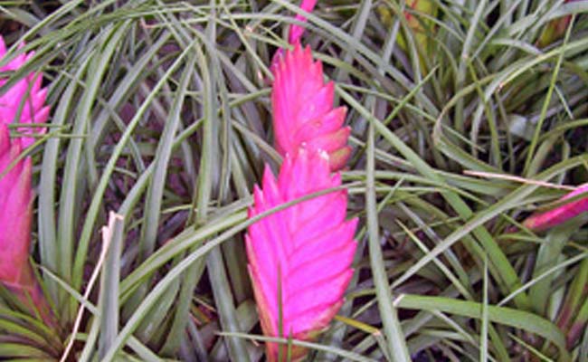 Tillandsia