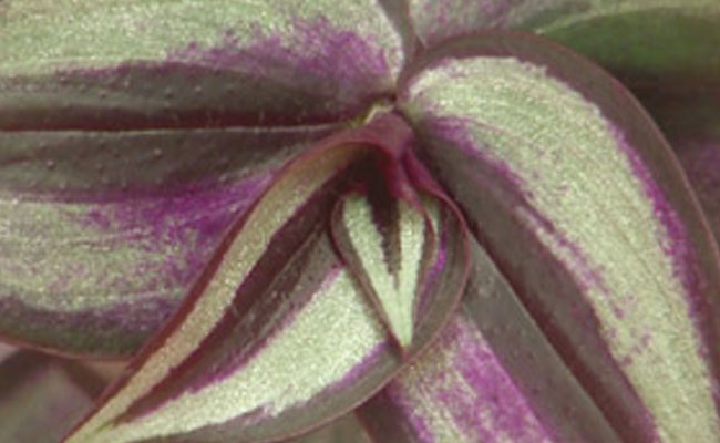 Tradescantia