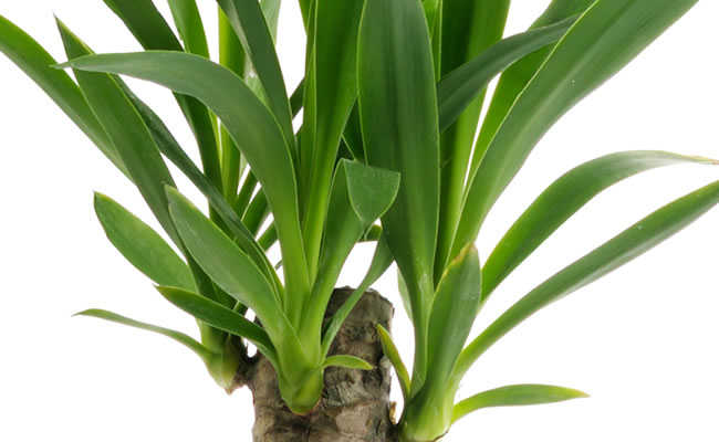 Yucca