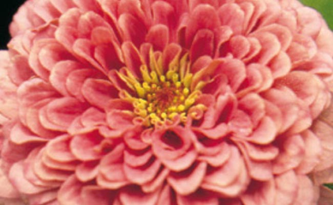 Zinnia