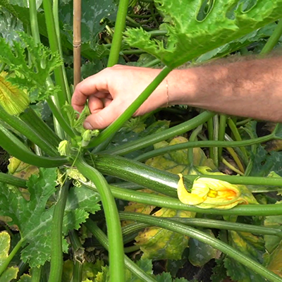 Zucchino la produzione non sferma
