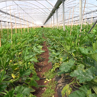 Zucchino la produzione non sferma