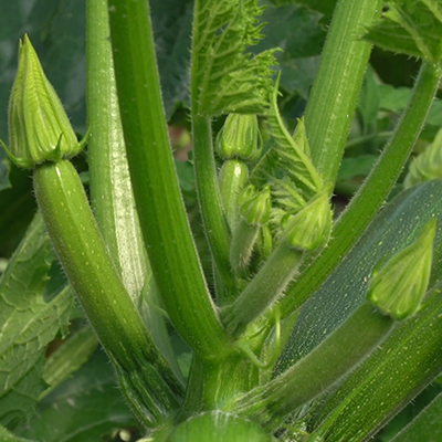 Zucchino la produzione non sferma