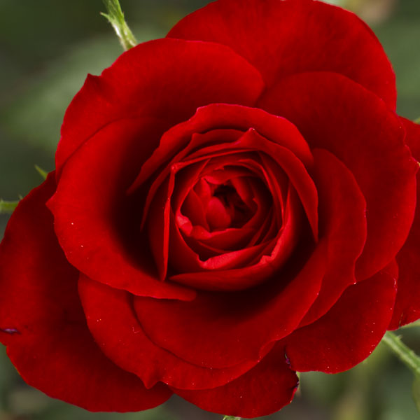 come-avere-rose-sane come-avere-rose-sane