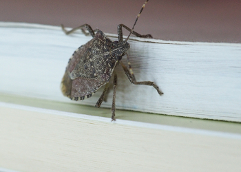 immagine cimice