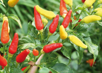 Peperoncini, protagonisti del momento