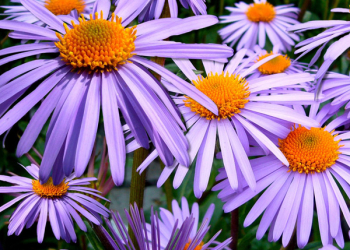 Autunno-balconi-terrazzi-in-fiore