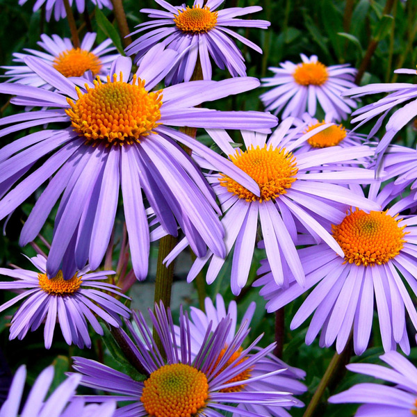 Autunno-balconi-terrazzi-in-fiore