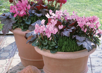 Organizzare le fioriture autunnali