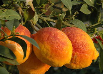 agrumi