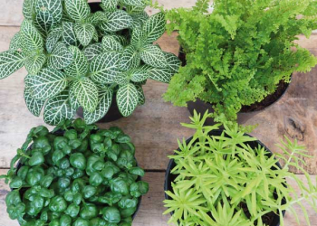 verde in casa