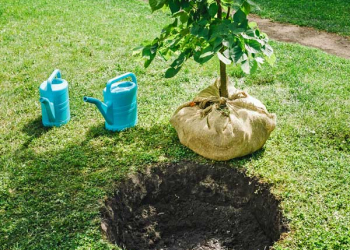 Cifo_Newsletter-14_2018-1-quadrata Scegliere e piantare gli alberi da frutto